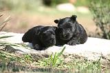 SCOTTISH TERRIER 273